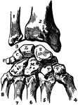 Articulations of bones of the carpus (wrist area). Labels: 1, ulna; 2, radius; 3, inter-articular fibro-cartilage; 4, metacarpal of thumb; 5, metacarpal of first finger; 6, metacarpal of second finger; 7, metacarpal of third finger; 8, metacarpal of fourth finger; S, scaphoid; L, lunar; C, cuneiform; P, pisiform; T, T, trapezium and trapezoid; M, magnum; U, unciform.