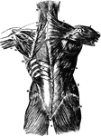 Second layer of muscles of the back. Labels: 1, trapezius; 2, a portion of the ten dinous ellipse formed by the trapezius on both sides; 3, spine of scapula; 4, latissimus dorsi; 5, deltoid; 6, infra-spinatus and teres minor; 7, external oblique; 8, gluteus medius; 9, gluteus magnus; 10, levator scapulae; 11, rhomboideus minor; 12, rhomboideus major; 13, splenius capitis; 14, splenius colli; 15, portion of origin of latissimus dorsi; 16, serratus inferior posticus; 17, supra-spinatus; 18, infra-spinatus; 19, teres minor; 20, teres major; 21, long head of triceps extensor cubiti; 22, serratus major anticus; 23, internal oblique.