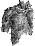 Superior muscles of the upper front of the trunk. Labels: 1, sterno-hyoid; 2, sterno-cleido-mastoid; 3, sterno-thyroid; 4, sterno-cleido-mastoid; 5, edge of the trapezius; 6, clavicle; 7, clavicular origin of the pectoralis major; 8, deltoid; 9, fold of the pectoralis major of the anterior edge of the axilla; 10, middle of the pectoralis major; 11, crossing and interlocking of the fibers of the external oblique of one side with those of the other; 12, biceps flexor cubiti; 13, teres major; 14, serratus major anticus; 15, superior heads of external oblique interlocking with serratus major.