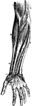 Outer layer of muscles on the front of the forearm. Labels: 1, biceps flexor cubiti; 2, brachialis internus; 3, triceps; 4, pronator radii teres; 5, flexor carpi radialis; 6, palmaris longus; 7, flexor sublimus digitorum; 8, flexor carpi ulnaris; 9, palmar fascia; 0, palmaris brevis muscle; 11, abductor pollicis manur; 12, flexor brevis pollicis manus; 13, supinator longus; 14, extensor ossis metacarpi pollicis.