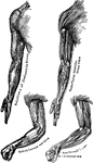 Showing relations of the muscles and bones of the arms from the inner side.