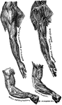 Showing relations of the muscles and bones of the arms from the outer side
