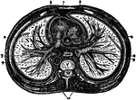 Diagram of a transverse section of the thorax. Labels: 1, anterior mediastinum; 2, internal mammary vessels; 3, triangularis sterni muscle; 4, right phrenic nerve between pleura and pericardium; 5, left phrenic nerve between the pleura and pericardium; 6, thoracic duct in posterior mediastrinum; 7, esophagus with left vagus in front and right vagus behind; 8, vena azygos major; 9, thoracic aorta giving off intercostal arteries; 10, gangliated cord of sympathetic; R.V., right ventricle; R.A., right auricle of heart in middle mediastinum; P.A., pulmonary artery; A., aorta; C., vena cava superior; V. dorsal vertebra.