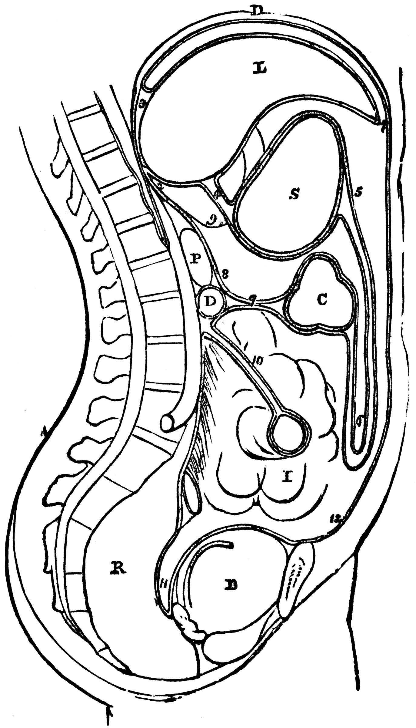 The Peritoneum | ClipArt ETC