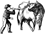 Boy blowing horn near a cow.
