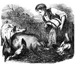 Boy feeding pigs
