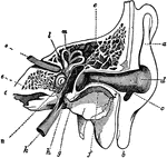 Cross-section of the external and internal ear. <em>a, b, and c</em>: External ear. <em>d</em>: Entrance to the tube of the ear <em>(f)</em>. <em>g</em>: Drum of the ear. <em>h</em>: Cavity beyond the drum where the chain of bones is, the bones being left out that the arrangement of the apparatus may be more clear to you. <em>k</em>: Tube which comes from the back part of the throat to this cavity. If you shut your mouth and close the nostrils with your fingers, and then force the air strongly from your chest into the mouth, you can feel the air pass through this tube into the ear where the little bones are. <em>l</em>: is the vestibule of the labyrinth. <em>m</em>: Semi-circular canals. <em>n</em>: Cochlea. <em>o</em>: Trunk of the nerve of hearing as it goes to branch out in the labyrinth. <em>e</em>: Bone in which the labyrinth is enclosed.