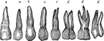 Half of the teeth of the upper jaw. <em>a,a,</em> are the two front cutting teeth. <em>d,d,d</em> are the three large back teeth. c,c are two smaller grinders. At <em>b</em> is what is commonly called an "eye-tooth."