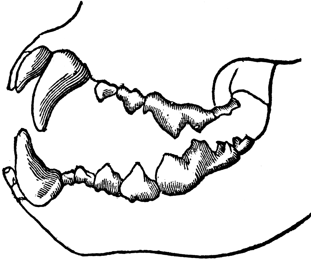carnivorous animals teeth