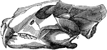 Jaws of a tiger, showing that when the jaws are closed the ends of the teeth do not press upon the ends of the teeth that are opposite to them, but instead the teeth pass by each other. This arrangement of these long tearing teeth gives them great power in tearing flesh.