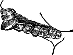 Teeth of a frugivore (fruit-eating animal). Animals that live on soft fruits do not need such grinders as grass-eating animals do, instead they have rounded teeth which serve to crush their food.