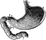The inside of the stomach with the beginning of the intestines. At 3 is the left end and at 4 is the right end. At 1 is the opening of the gullet into the stomach. At 5 is a valve (the pylorus) which is sometimes shut, so as to prevent anything from passing from the stomach into the intestines. 8 indicates the inside lining of the stomach which produces gastric juices. 6 shows the duct from the liver.