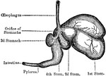 The four stomachs of the sheep, a grass-eating animal. The beginning of the intestines are also shown, which reach in their full length to 28 times the size of the sheep's body.