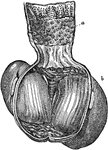 The stomach of a grain-eating bird, which has a gizzard that functions to crush the seeds to pieces since birds have no teeth to crush their food. It has on its inside two hard surfaces which rub and press against each other by muscles to grind food. At <em>b</em> is the gizzard cut open, showing two hard grinding surfaces, and at <em> a </em> above is the part from which oozes the gastric juice.