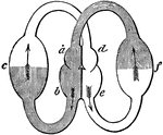Diagram showing the compartments of the heart. The smaller compartments are the auricles (also known as atria) and the larger compartments are the ventricles. The middle part of the figure represents the heart with its two sides; <em>a</em> being the right auricle, <em>b</em> the right ventricle, <em>d</em> the left auricle, and <em>e</em> the left ventricle. The blood is received in the right auricle, <em>a</em>, from the general system, <em>f</em>. It then passes into the right ventricle, <em>b</em>, and is forced by the contraction of it through arteries to the lungs, <em>c</em>. From the lungs it comes back to the heart, to the left side, and enters the left auricle, <em>d</em>. From this it passes into the left ventricle, <em>e</em>, from which it is sent all over the body, represented by <em>f</em>.