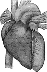 A representation of the heart as it really appears showing the front view. At <em>a</em> is the right auricle that receives blood from all pats of the body by two large veins h and i. At <em>b</em> is the right ventricle, which receives the blood from the auricle and sends it to the lungs by the pulmonary artery <em>f</em>. At <em>c</em> is the left auricle, which receives the blood from the lungs by the pulmonary veins <em>g, g, g</em>. At <em>d</em> is the left ventricle which receives blood from the auricle and forces it all over the body through the aorta <em>e</em>.