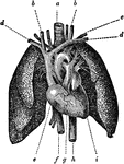 The heart, showing its relative position to the lungs. The heart is almost wholly covered up by the lungs and it is encased in a sack or bag (the pericardium), and around this there is considerable padding. The lungs are represented as drawn apart, so that a full view of the heart with its arteries and veins can be seen, and the sac of the heart and packing material is also removed. At <em>a</em> is the trachea or windpipe; on each side are the two arteries that go to the head; <em>c</em> is the artery that goes to the arm; <em>b, b</em> are the veins coming from the head, and <em>d, d</em> the veins from the arms, all emptying into a large vein that goes to the right auricle of the heart, <em>e</em>; <em>f</em> is the large vein that brings the blood from below to this auricle; <em>g</em> is the right ventricle, <em>i</em> the left, and <em>h</em> is the aorta as it goes down from the heart.