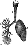 Diagram showing the structure of the lungs. At <em>d</em> is the left lung, and at <em>c</em> are represented the main branch of the windpipe that go to the right lung, separated by the lung itself. At the lower part, at <em>e</em>, are represented the very minute branches as they go to the air-cells (alveoli). At <em>b</em> is the windpipe (trachea), and at <em>a</em> is the larynx (or Adam's apple). It is through a chink in this that air passes in and out as we breathe.