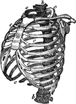 Structure of the chest, showing the framework of the bones which are connected together chiefly by muscles. It is important to understand the structure of the chest in order to understand how the movements of the chest are made in inspiration and expiration. The spinal column <em>b,b</em> is the grand pillar that supports this barrel-shaped framework. The ribs <em>c, c, c</em> are fastened very strongly by ligaments to the spinal column. They are 2 in number, 12 on each side and extend round towards the breast bone (sternum) <em>a</em> in front.