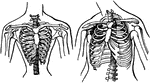 On the right is a normal sized chest and on the left is chest as it is in one that has been girt round tightly all her life, so as to make her waist very small. The ribs are brought very near together, so that they could hold only very small lungs. Health and vigor cannot exist with such small breathing machinery and are sacrificed for the sake of a small waist.