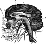 The general arrangement of the brain and attached nerves and blood vessels. At <em>a b</em> and <em>c</em> is the cerebrum; at <em>f</em> is represented the corpus callosum that joins the two hemispheres together; at d is the cerebellum; at <em>g</em> is the beginning of the optic nerves and at <em>l</em> is the olfactory nerve.