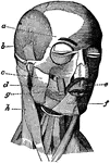 Muscles of the face and neck.