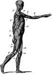 Side view of the muscles of the body, showing those that lie directly under the skin. Other deeper muscles are not visible. Muscles vary widely in their shape and size depending on their function.