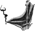 Muscles of the lower jaw. There are 2 muscles that work to draw down the lower jaw (a and b).