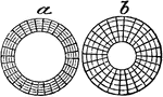 On the left (a) the pupil is wide open (dilated), while on the right (b) the pupil is contracted. The iris regulates the opening and closing of the pupil and it has two sets of fibers, straight and circular. When the pupil is open the circular fibers of the iris are relaxed while the straight ones are open. When the pupil is contracted, the straight fibers of the iris are relaxed while the circular ones are contracted.