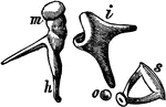 Bones of the ear, including the hammer (m), the anvil (i), and the stirrup (s).
