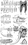 1. Dentition (teeth) of man. 2. Dentition of hyena. 3. Dentition of pig. 4. Dentition of Patagonian cavy (type of rodent). 5. Section of skull of Indian elephant, showing dentition of right side. 6. Crown of upper molar of horse, showing enamal folds. 7. Grinding surface of molar of African elephant, with enamal folds. 8. Single tooth of blue shark. 9. Longitudinal section of human tooth. 1. Incisors (human); C, canines; P, premolars; M, molars. a, enamel; b, dentine; c, cement (crusta petrosa); d, pulp cavity.