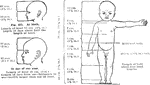 Proportions of a health child's body and head size at birth and at one year of age.