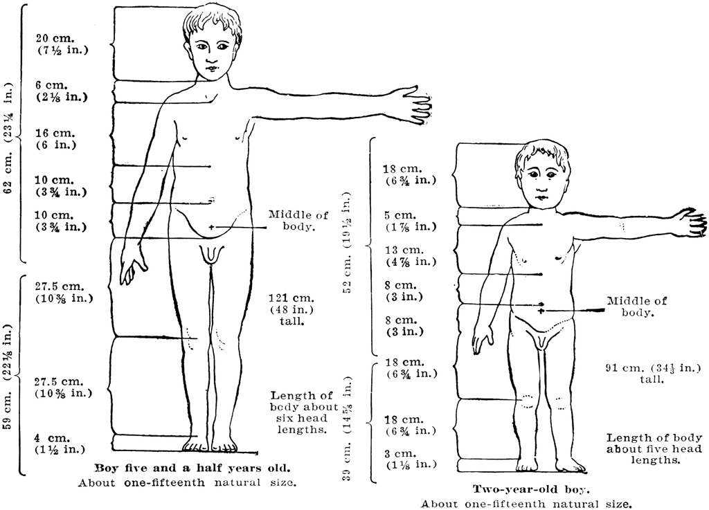 Proportions Of A Healthy Child S Body At 2 And 5 Years Of Age