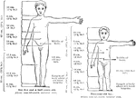 Proportions of a health child's body and head size at 2 and 5.5 years of age.