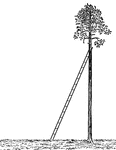 Illustration of a ladder leaning against a palm tree, that is perpendicular to the ground, to form a right triangle .
