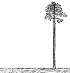 Illustration of a palm tree that is perpendicular to the ground. The tree is perfectly straight, as is the ground. This drawing could be used for shadow, proportion, trigonometric, or Pythagorean Theorem problems.