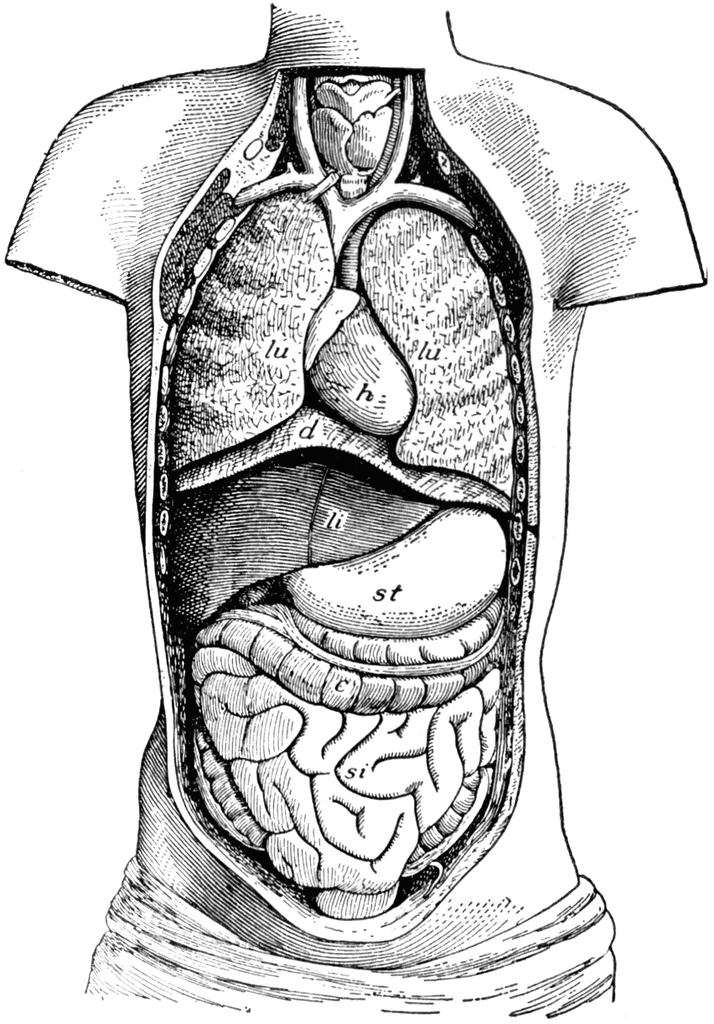 Ventral Cavity of the Body | ClipArt ETC