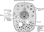 Minute structure of a cell.