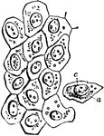 Flat epithelium cells from the surface of the peritoneum. Labels: a, cell body; c, nucleus.