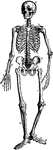The bony and cartilaginous skeleton.