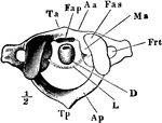 The atlas vertebra (the first vertebra at the top of the spine which carries the head).