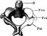 The anterior articular surface of the axis vertebra.