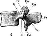 A lumbar vertebra, seen from the left side. Labels: Ps, spinous process; Pas, anterior articular process; Pai, posterior articular process; Pt, transverse process.