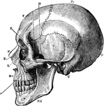 A side view of the skull. Labels: O, occipital bone; T, temporal; Pr, parietal; F, frontal; S, sphenoid; Z, malar; Mx, maxilla; N, nasal; E, ethmoid; L, lachrymal; Md, inferior maxilla.