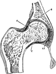 Section through the hip-joint. Labels: a and b, articular cartilages; c, capsular ligament.