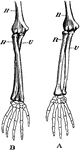 Bones of the arm. Labels: A, arm in supination; B, arm in pronation. H, humerus; R, radius; U, ulna.