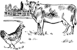 Barnyard with cow and hen.