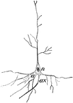 Nerve cell. Labels: a, ax, branches of the nerve; n, nucleus of the nerve.