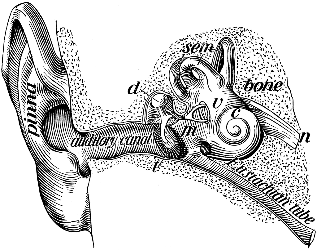 Structure Of The Ear Clipart Etc