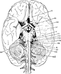 The base of the brain. The cerebral hemispheres are seen overlapping all the rest. Labels: I, olfactory lobes; II, optic tract passing to the optic chiasma from which the optic nerves proceed; III, the third nerve or motor oculi; IV, the fourth nerve or patheticus; V, the fifth nerve or trigminalis; VI, the sixth nerve or abducens; VII, the seventh or facial nerve; VIII, the auditory nerve; IX, the ninth or glossopharyngeal; X, the tenth or pneumogastric or vagus; XI, the spinal accessory; XII, the hypoglossal; ncI, the first cervical spinal nerve.